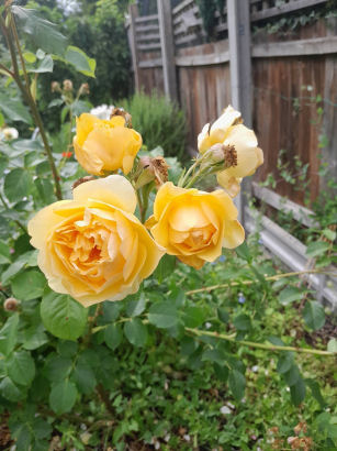 flowers